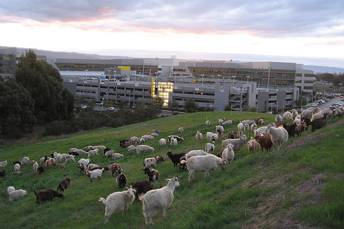 Google hires goats